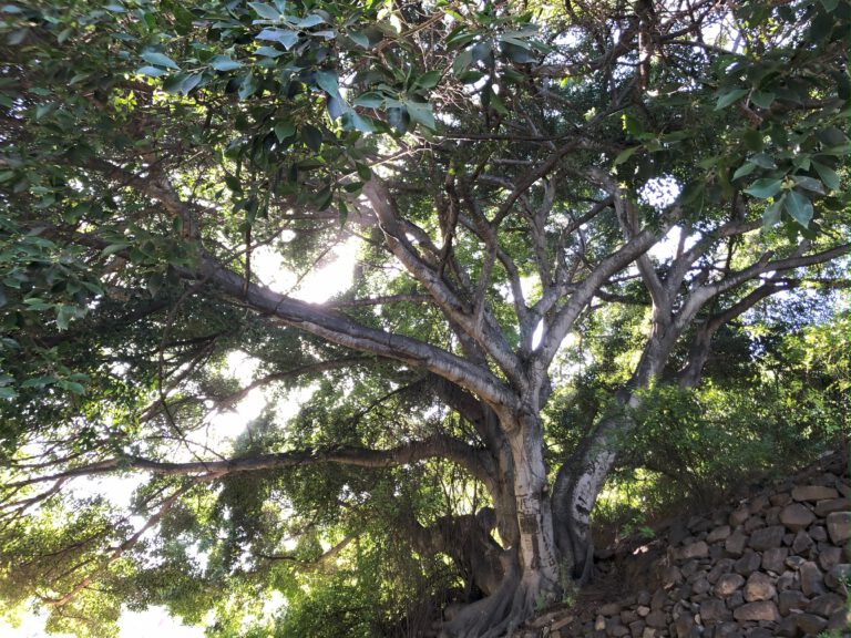 Alter Baum mit starken Wurzeln im Gegenlicht - symbolisiert Erdung, Wachstum und Zuversicht